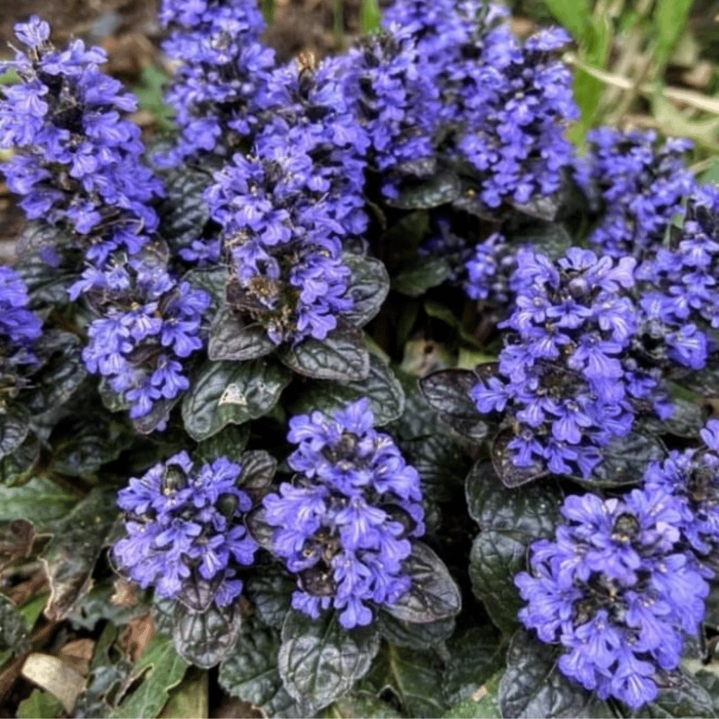 Ajuga Reptans Black Scallop (Zenegroen)