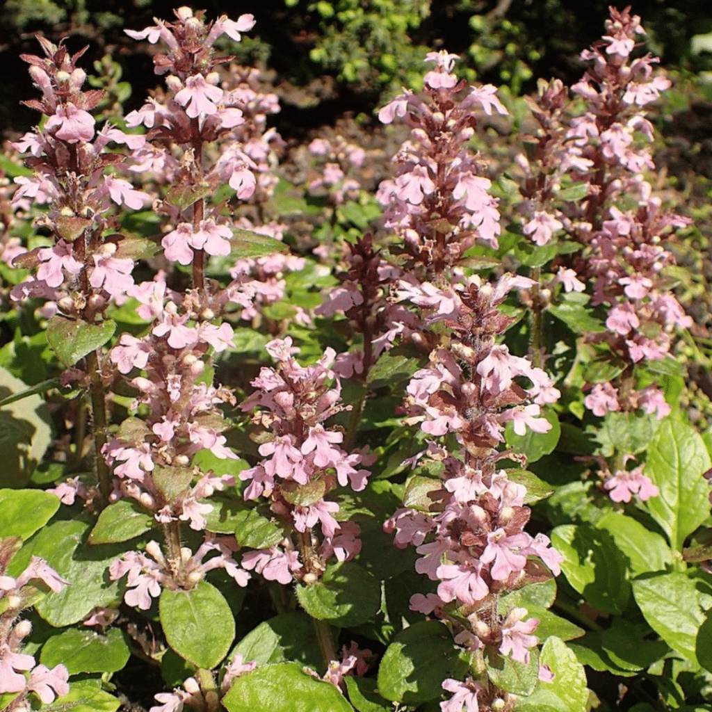 Ajuga Reptans Rosea (Zenegroen)