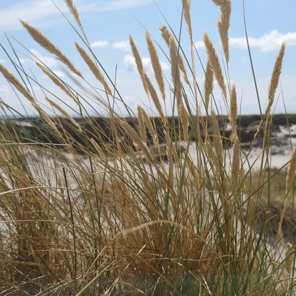 Ammophila Arenaria (Helmgras)