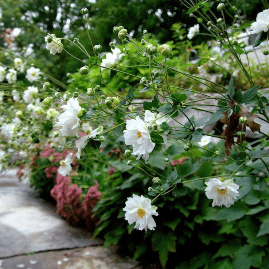 Anemone Hybrida Whirlwind (Herfstanemoon)