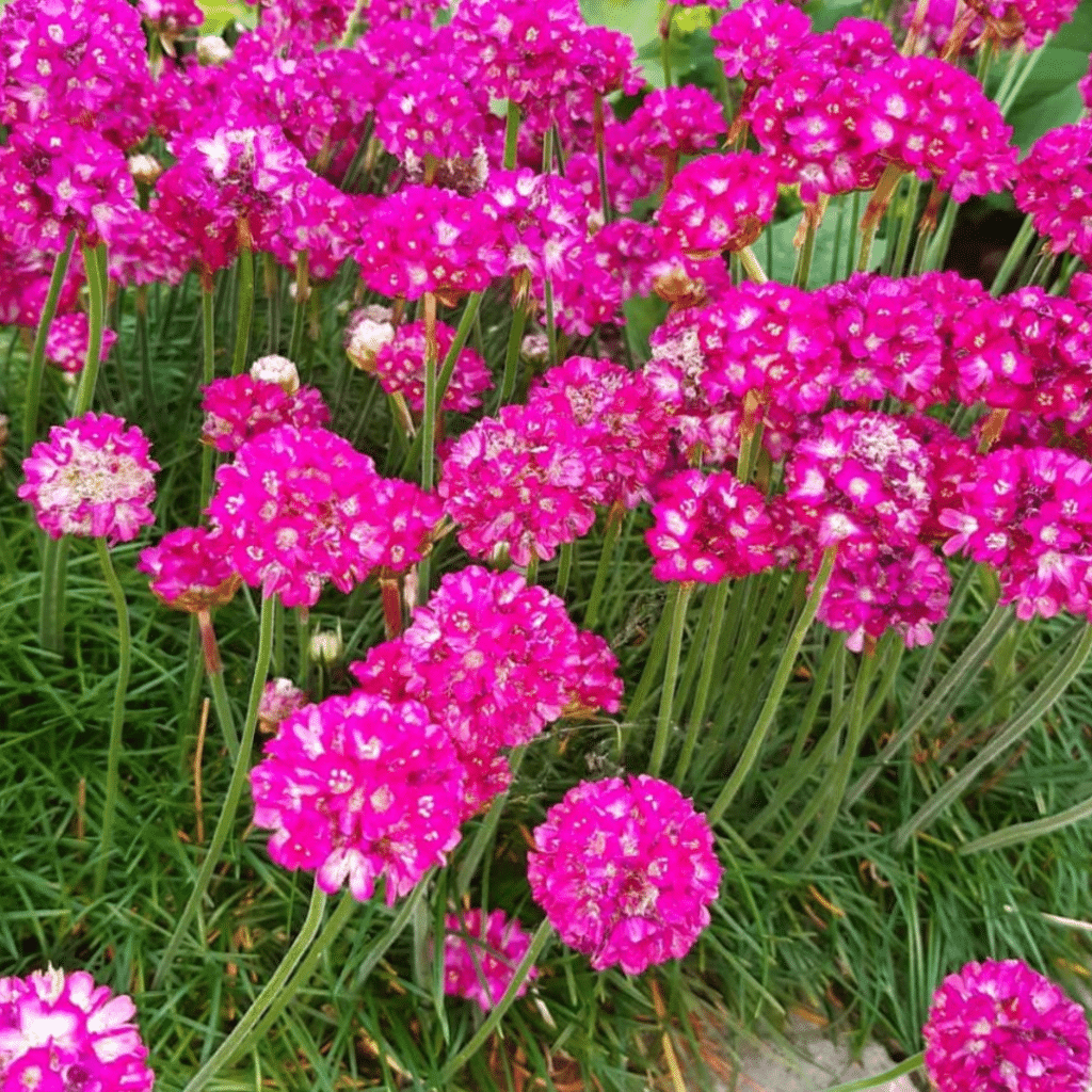 Armeria Maritima Splendens (Engels Gras)