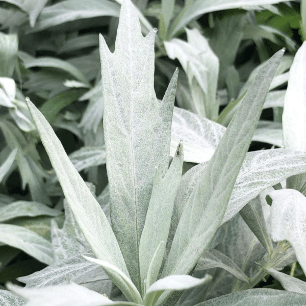 Artemisia Ludoviciana Valerie (Westerse Bijvoet)