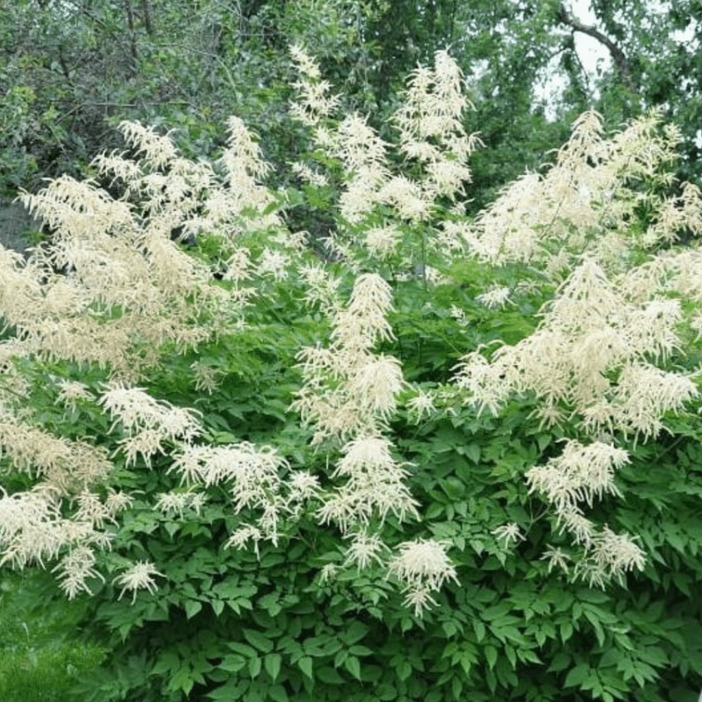 Aruncus Dioicus Kneiffii (Geitenbaard)