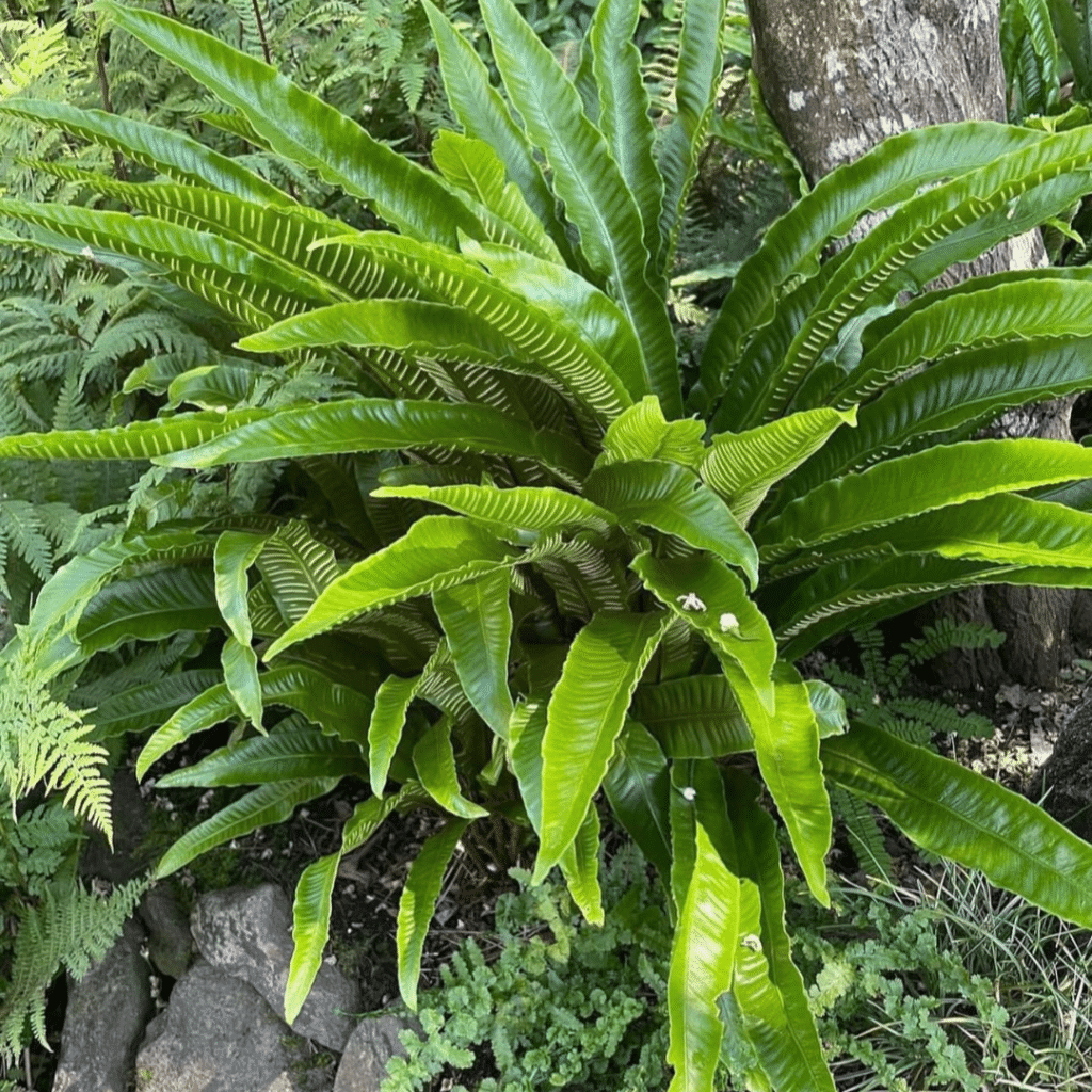 Asplenium Scolopendrium (Tongvaren)