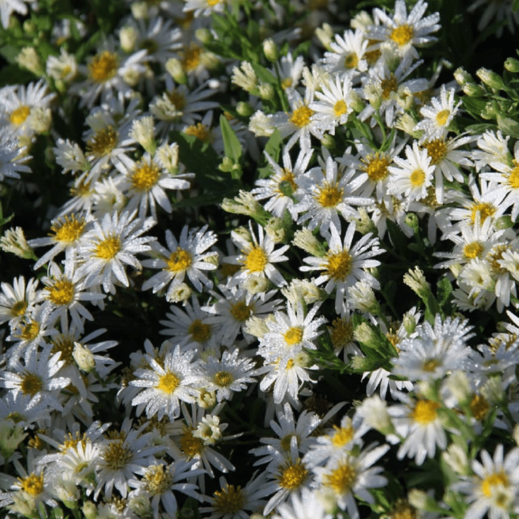 Aster Ageratoides Starshine (Herfstaster)