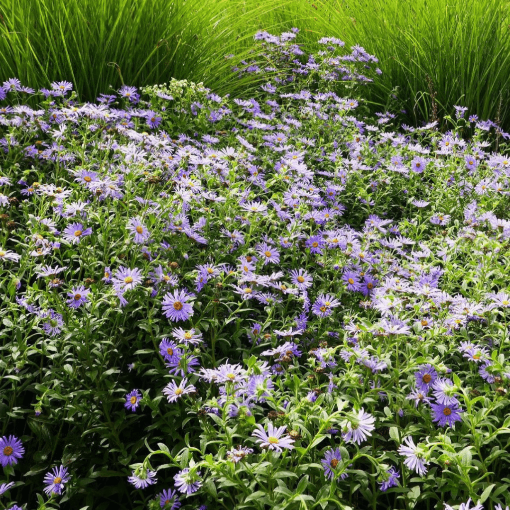 Aster Frikartii Flora's Delight (Herfstaster)