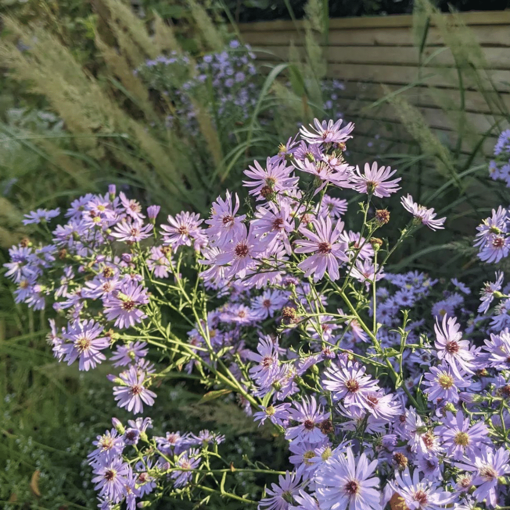 Aster Little Carlow (Herfstaster)