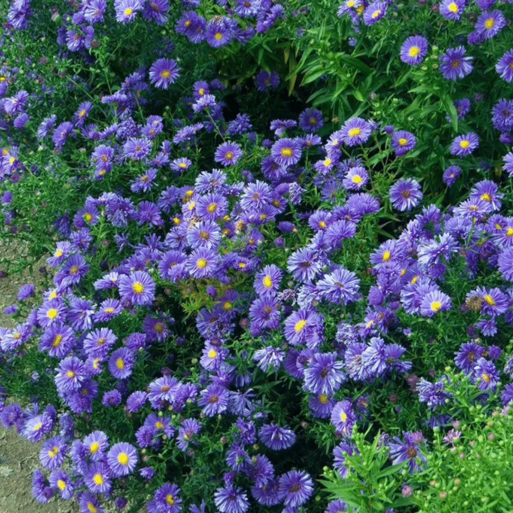 Aster Novi-Belgii Marie Ballard (Herfstaster)