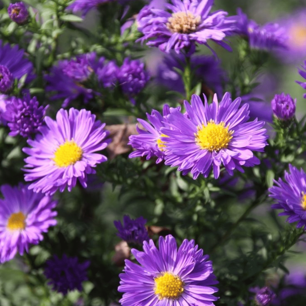 Aster Novi-Belgii Schöne von Dietlikon (Herfstaster)