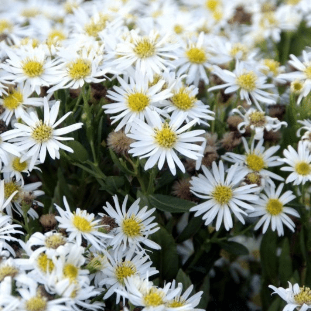 Aster Novi-Belgii White Ladies (Herfstaster)