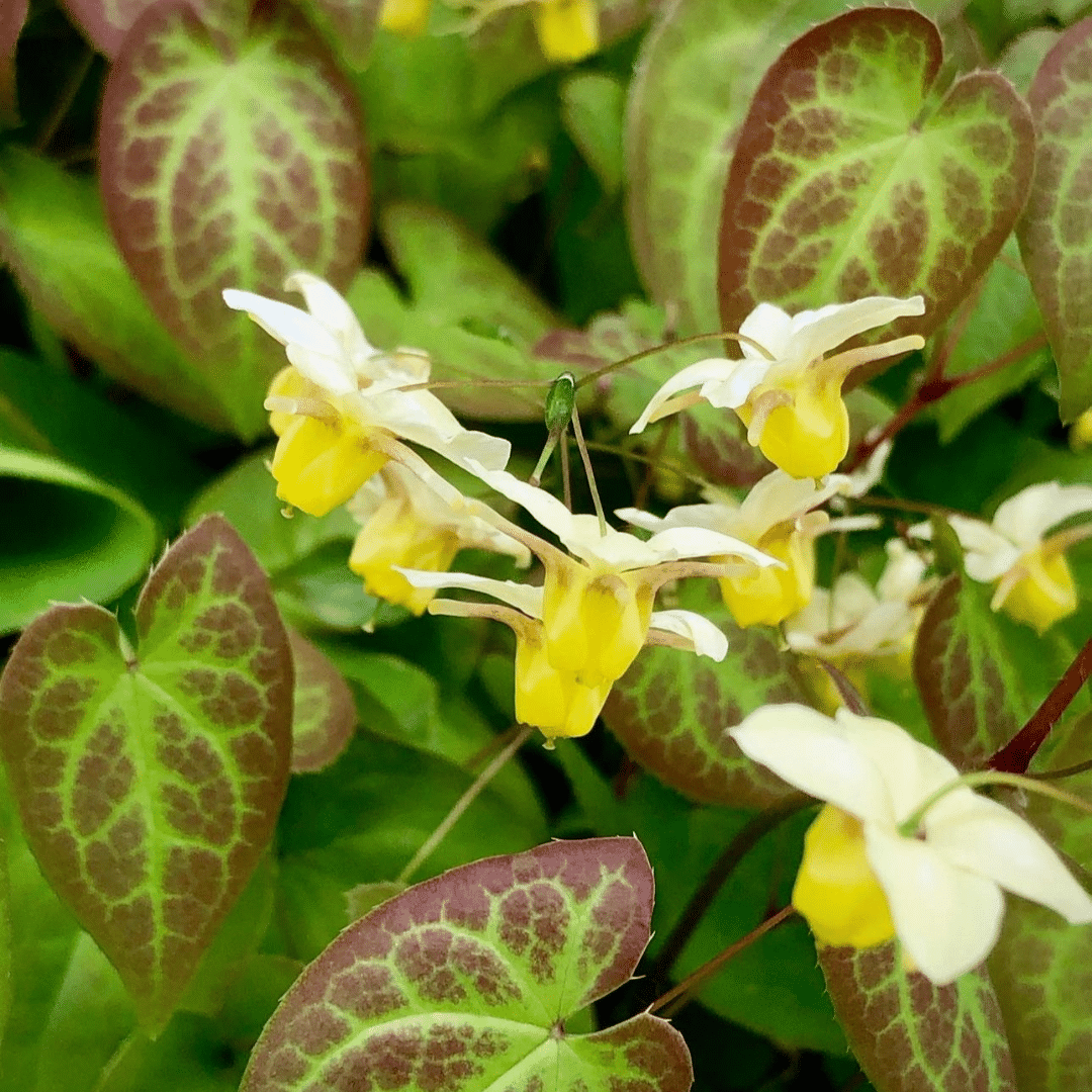 Epimedium Versicolor Sulphureum (Elfenbloem)