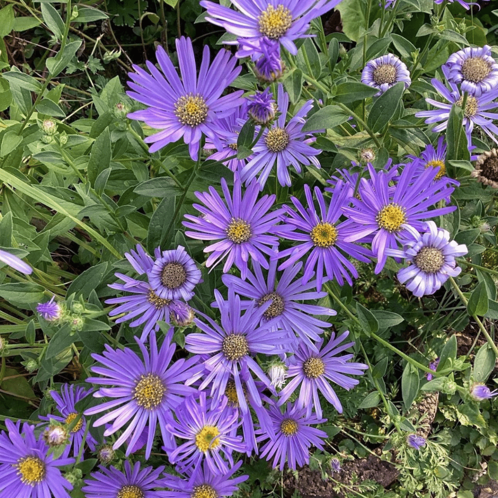 Aster Wunder von Stäfa (Herbstaster)