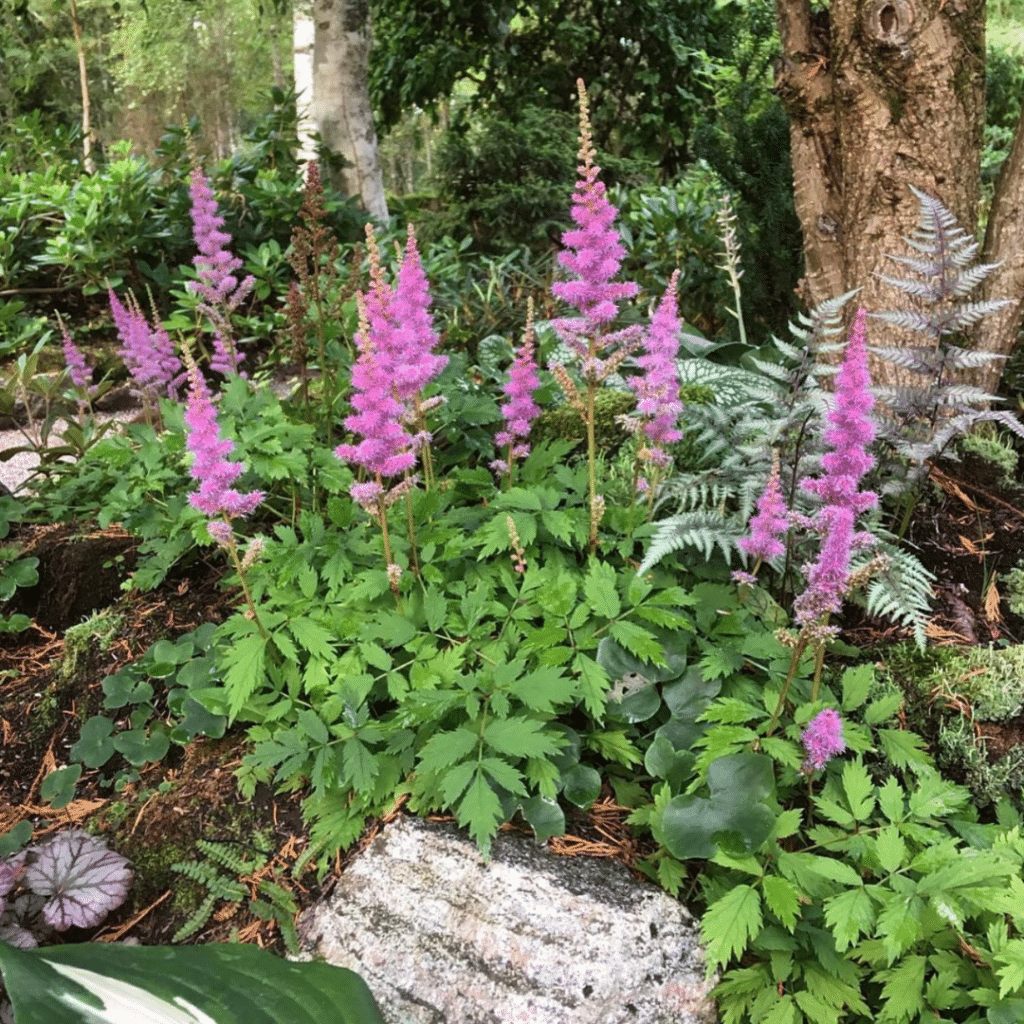 Astilbe Chinensis Pumila (Pluimspirea)