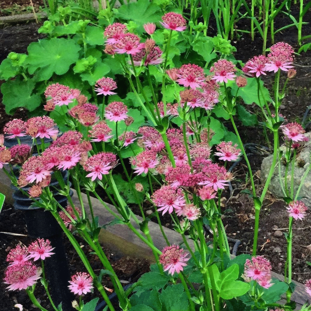 Astrantia Major Roma (Zeeuws Knoopje)