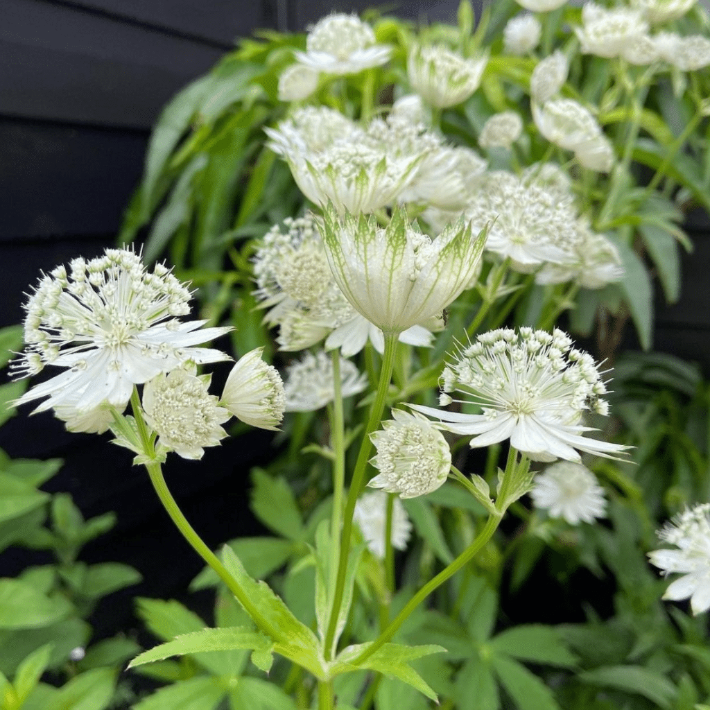 Astrantia Major Shaggy (Zeeuws Knoopje)