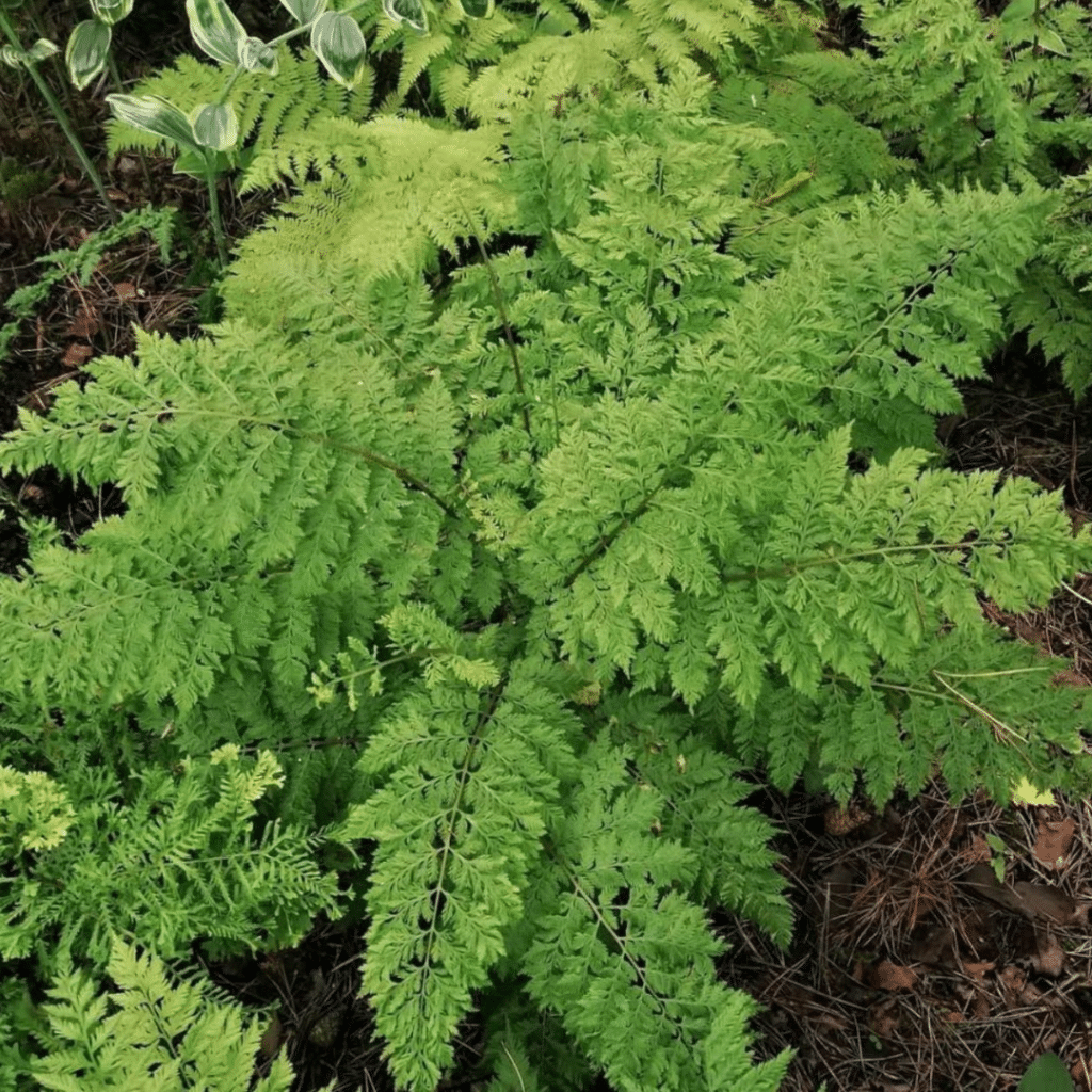 Athyrium Filix-femina (Wijfjesvaren)