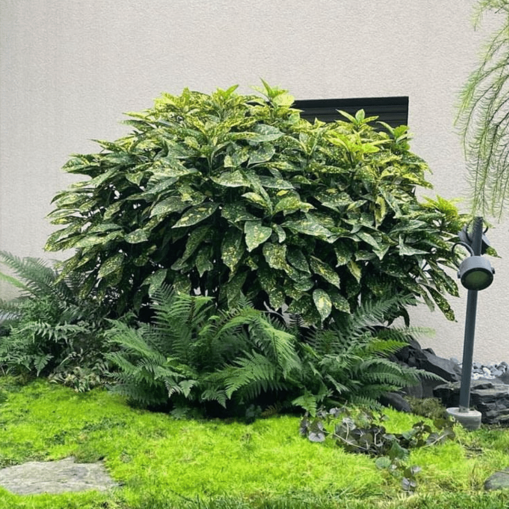 Aucuba Japonica Variegata (Broodboom)