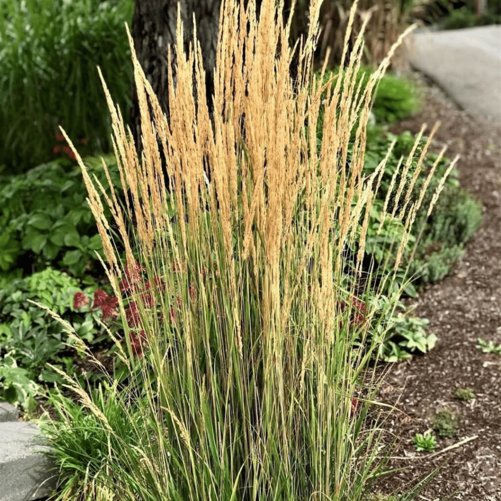 Calamagrostis Acutiflora Overdam (Struisriet)