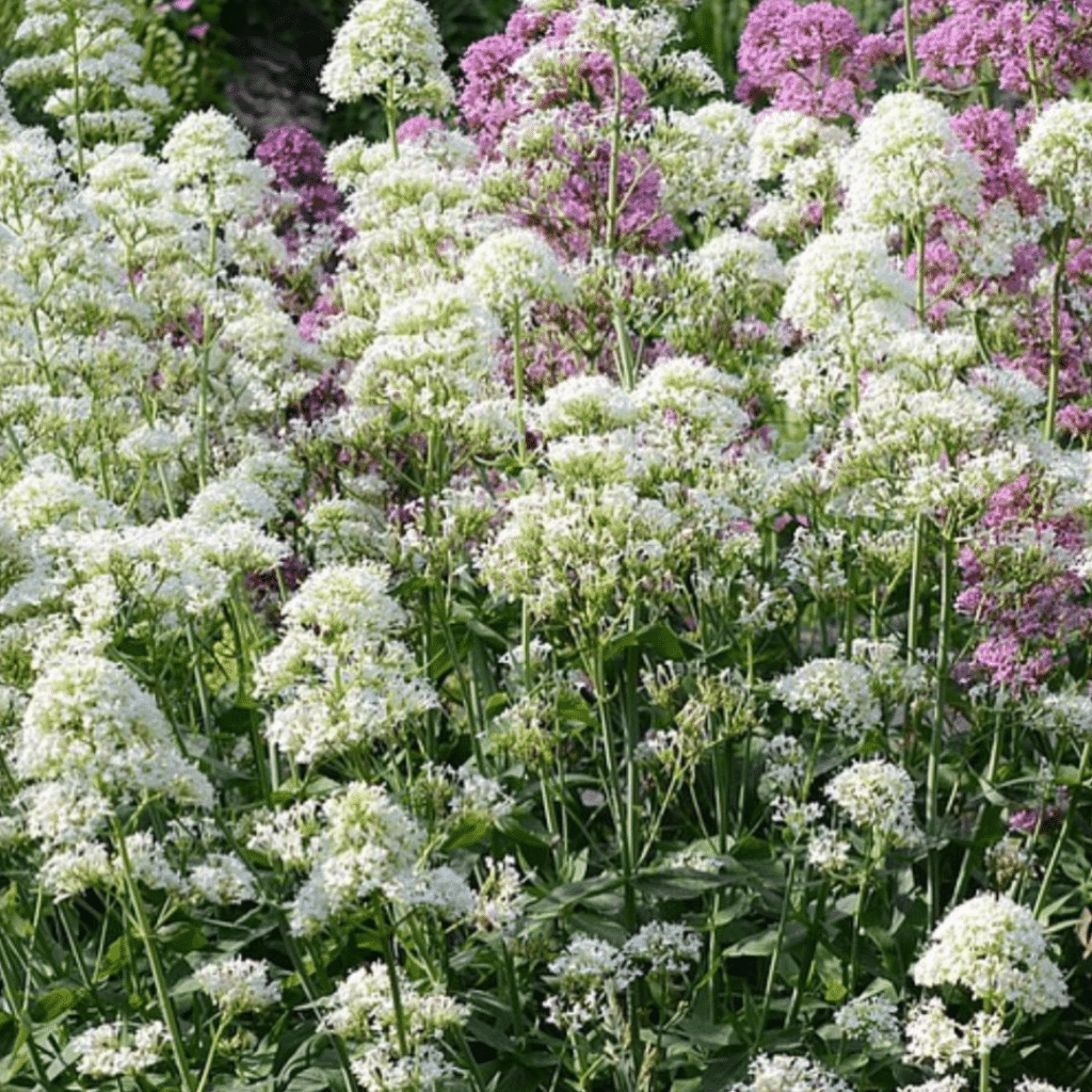 Centranthus Ruber Albus (Spoorbloem)