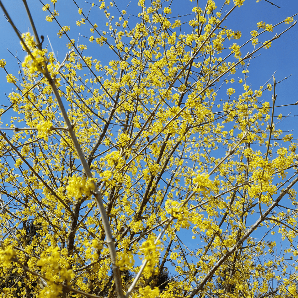 Cornus Mas (Gele Kornoelje)