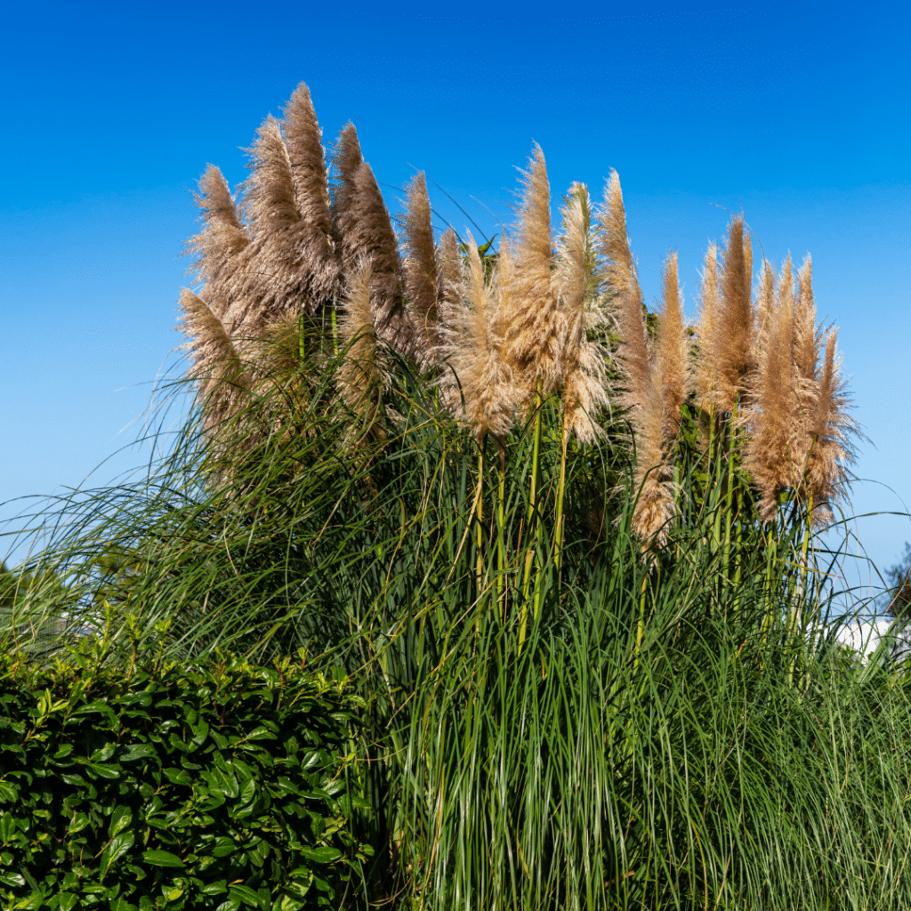 Cortaderia Selloana Pumila (Pampasgras)