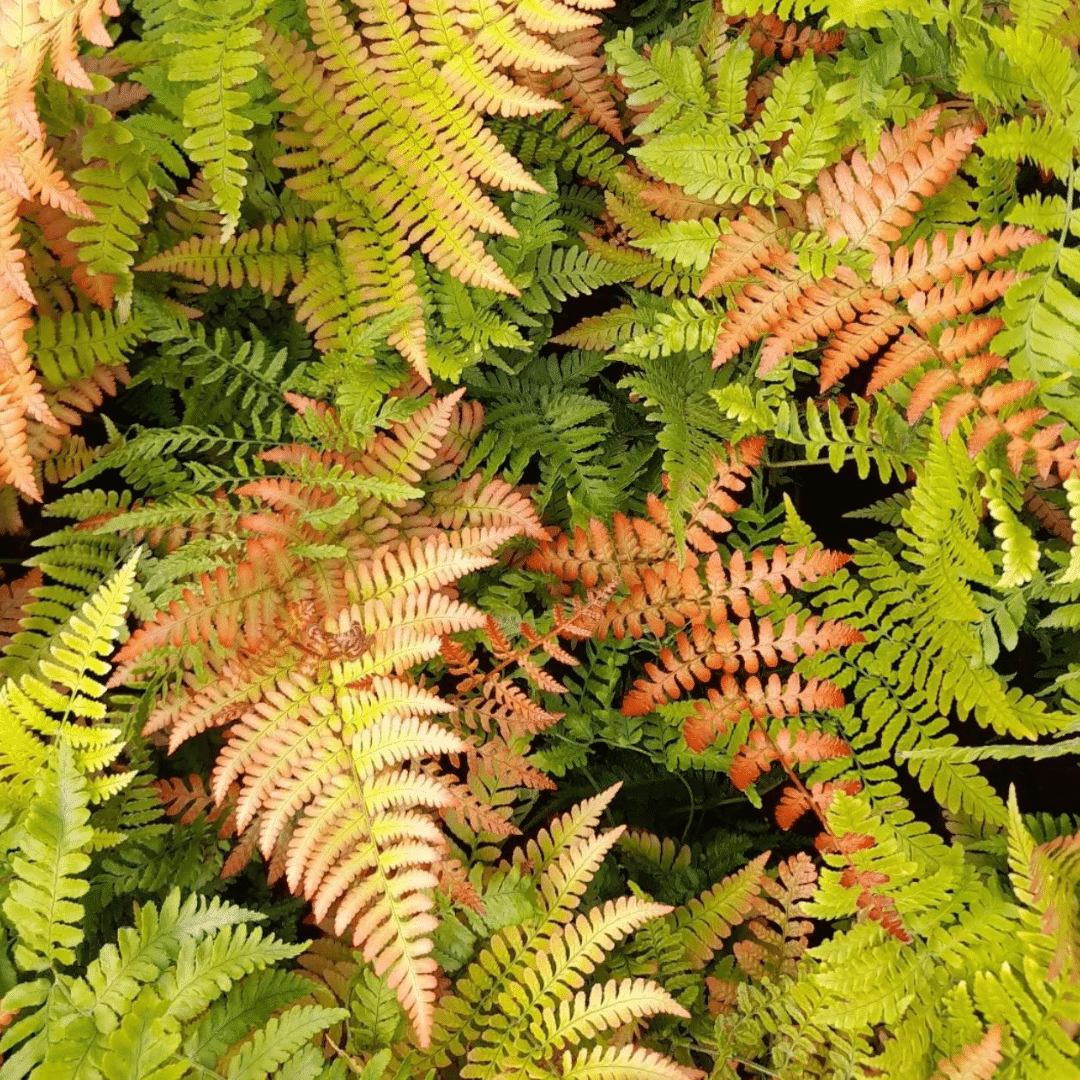 Dryopteris Erythrosora (Rode Sluiervaren)