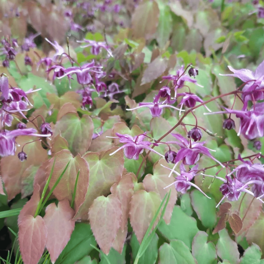 Epimedium Grandiflorum (Elfenbloem)