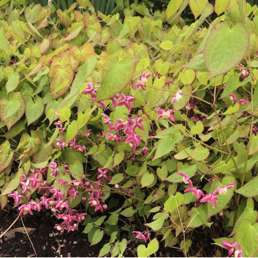 Epimedium Rubrum (Elfenbloem)