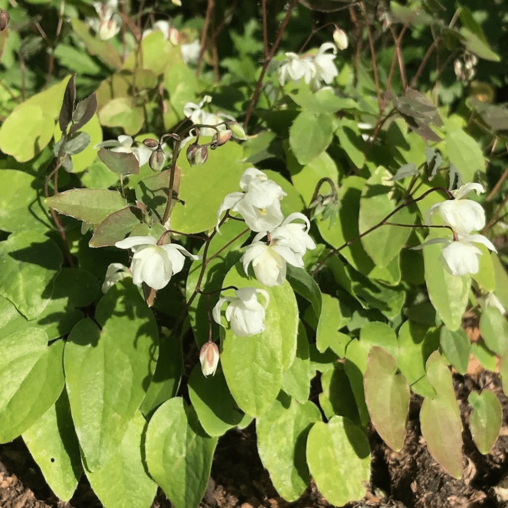 Epimedium Youngianum Niveum (Elfenbloem)