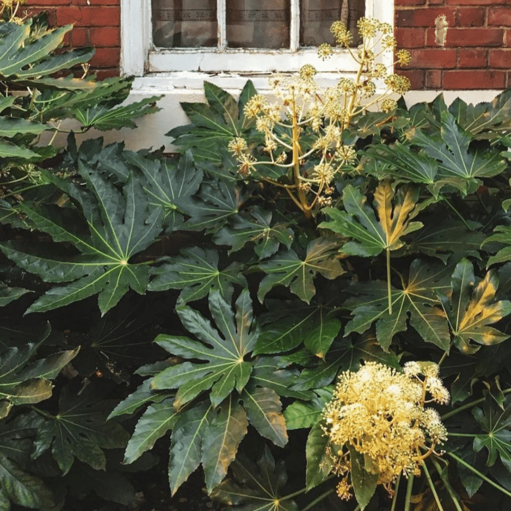 Fatsia Japonica (Vingerplant)