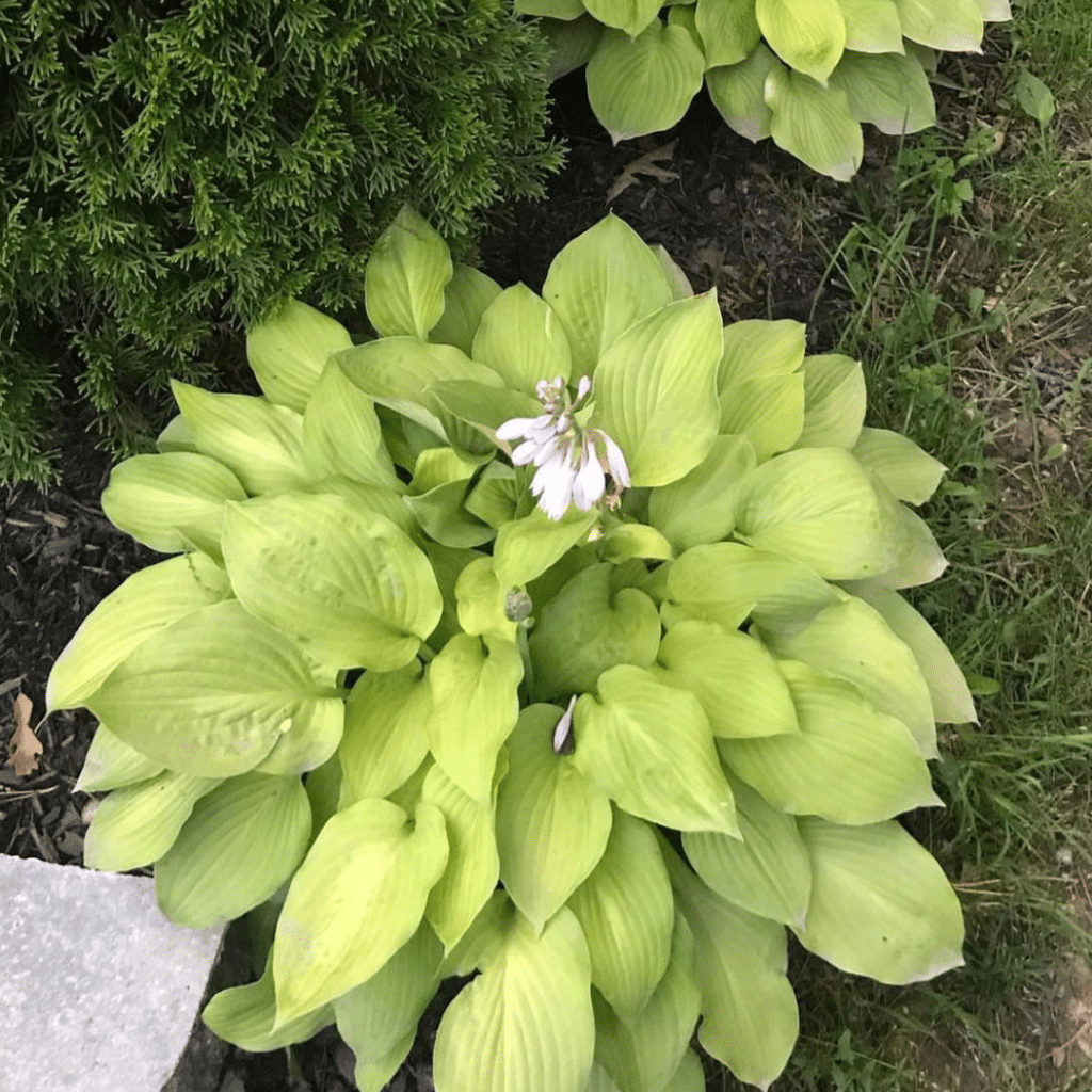 Hosta August Moon (Hartlelie)