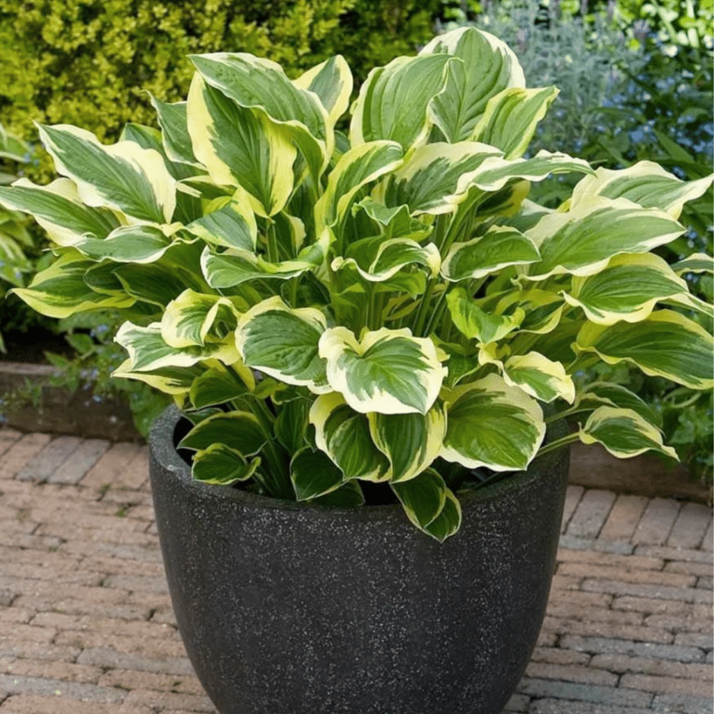 Hosta Queen Josefine (Hartlelie)