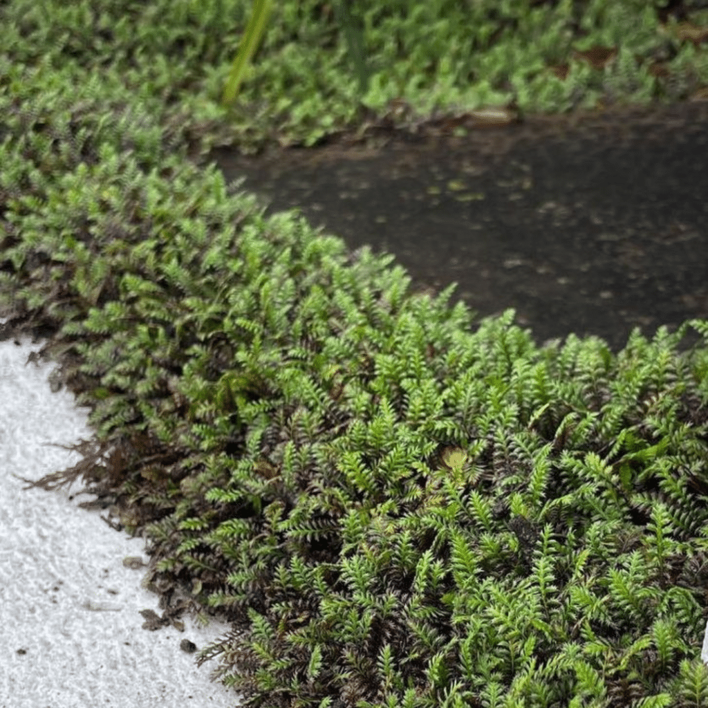 Leptinella Squalida Platt's Black (Koperknoopje)