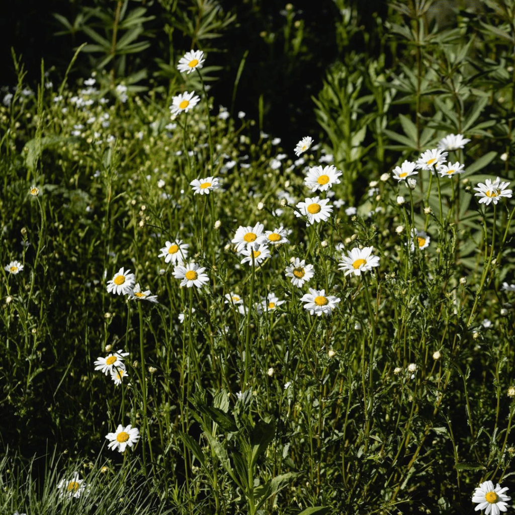 Leucanthemum Vulgare Maikönigin (Margriet)