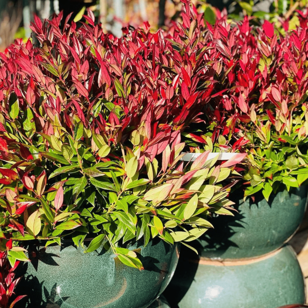 Leucothoe Zeblid (Druifheide)