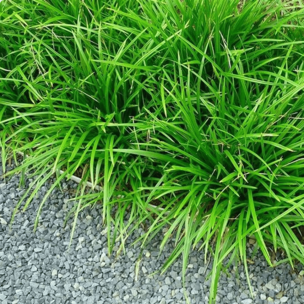 Carex Foliosissima Irish Green