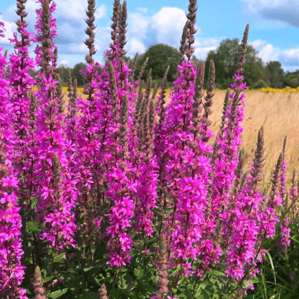 Lythrum Salicaria (Grote Kattenstaart)