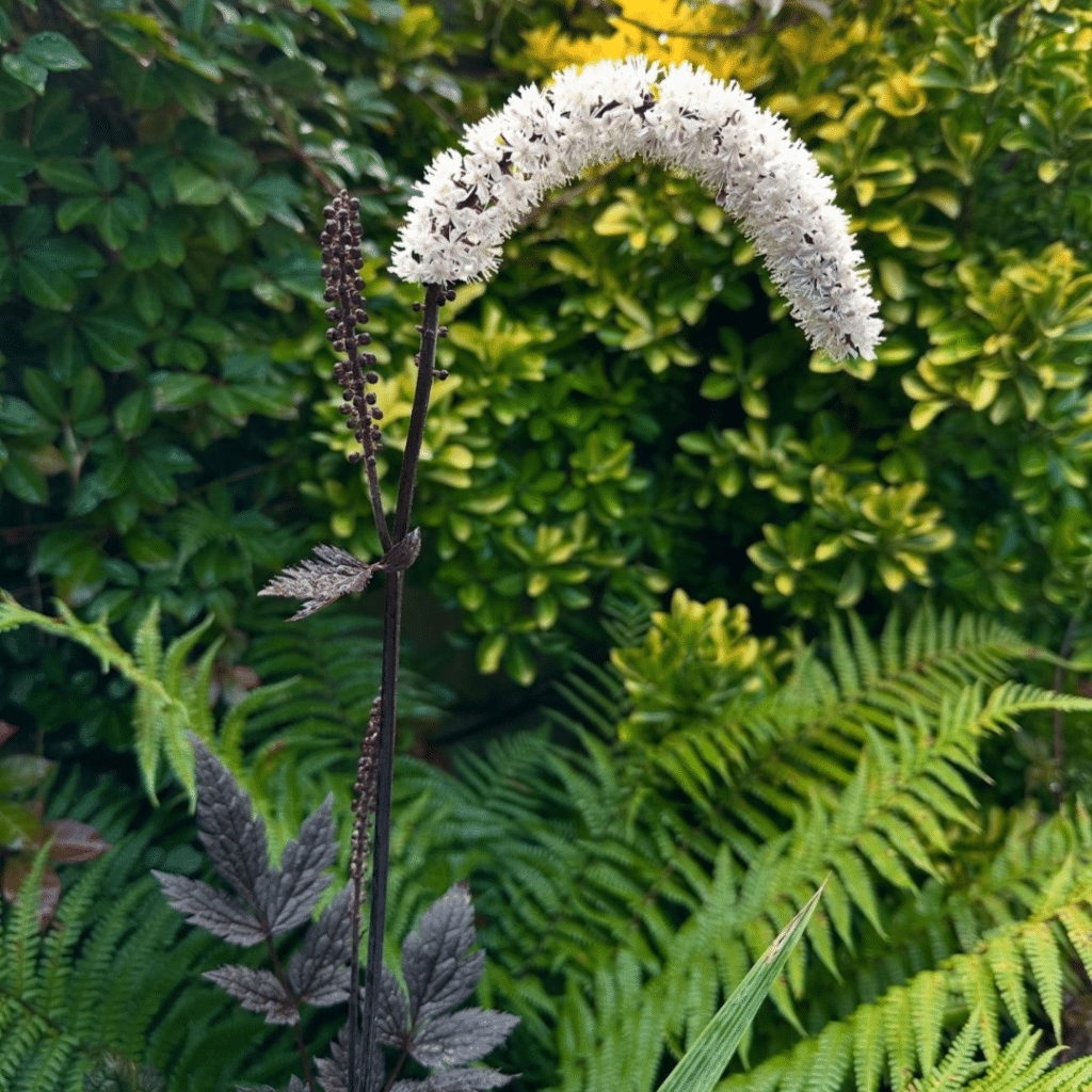 Actaea Simplex Black Negligee (Zilverkaars)