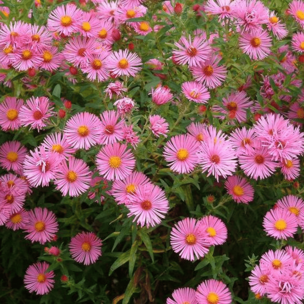 Aster Novae-Angliae Anneke (Herfstaster)