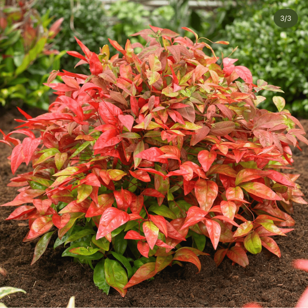 Nandina Domestica Blush Pink (Hemelse Bamboe)