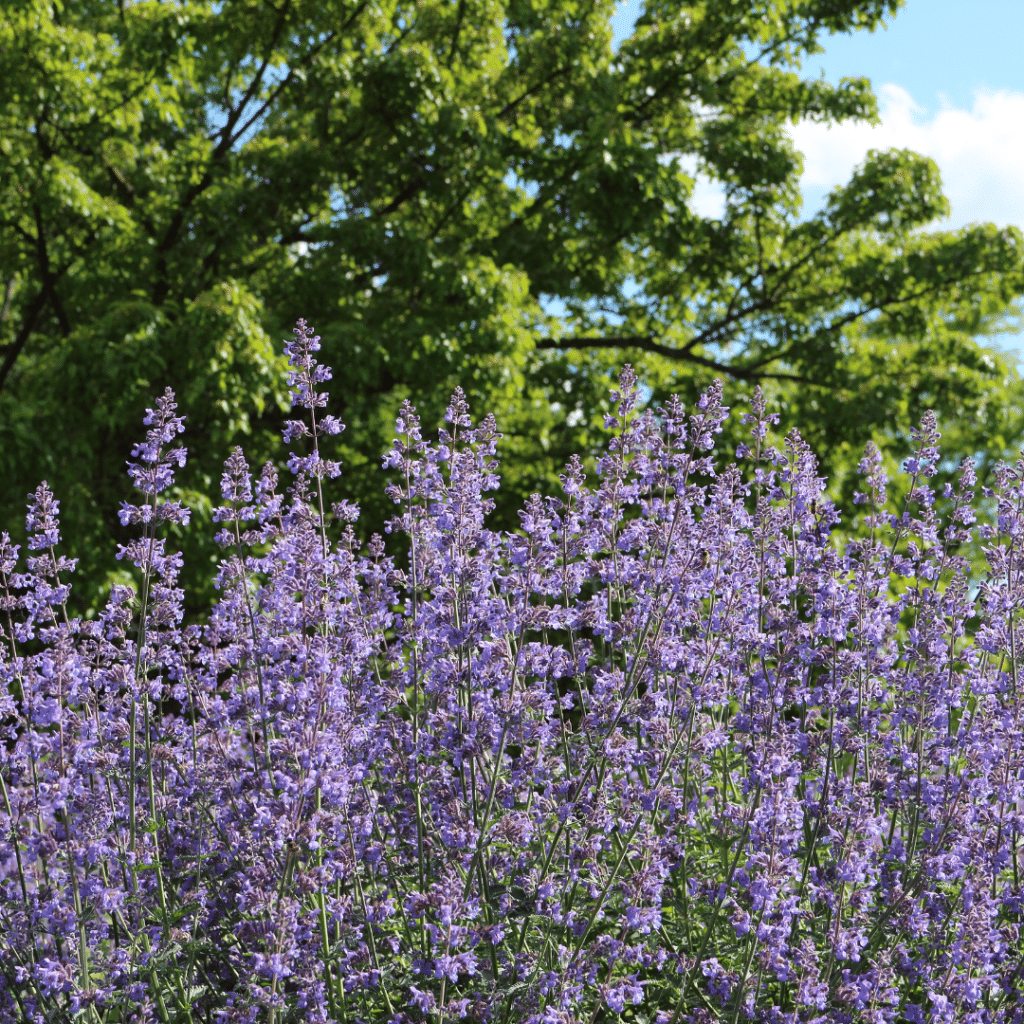 Nepeta Faassenii Six Hills Giant (Kattenkruid)