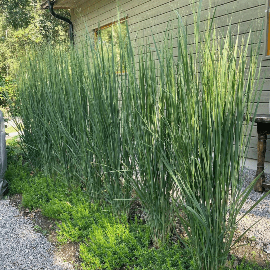 Panicum Virgatum Northwind (Vingergras)