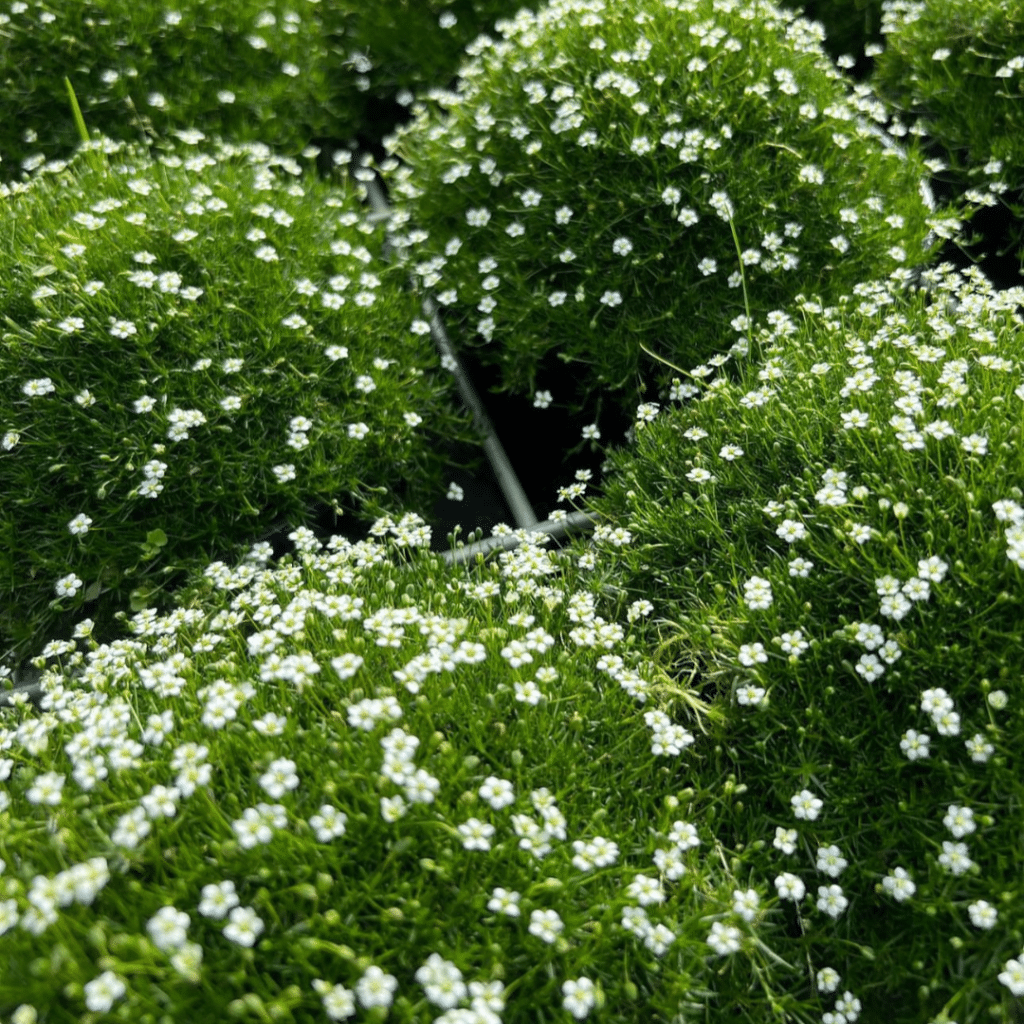 Sagina Subulata (Priemvetmuur)