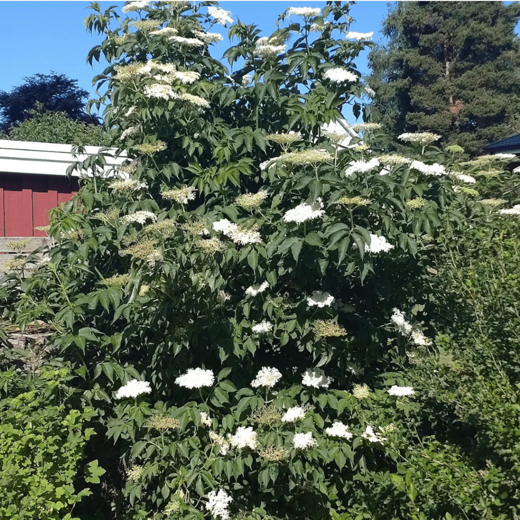 Sambucus Nigra (Gewone Vlier)