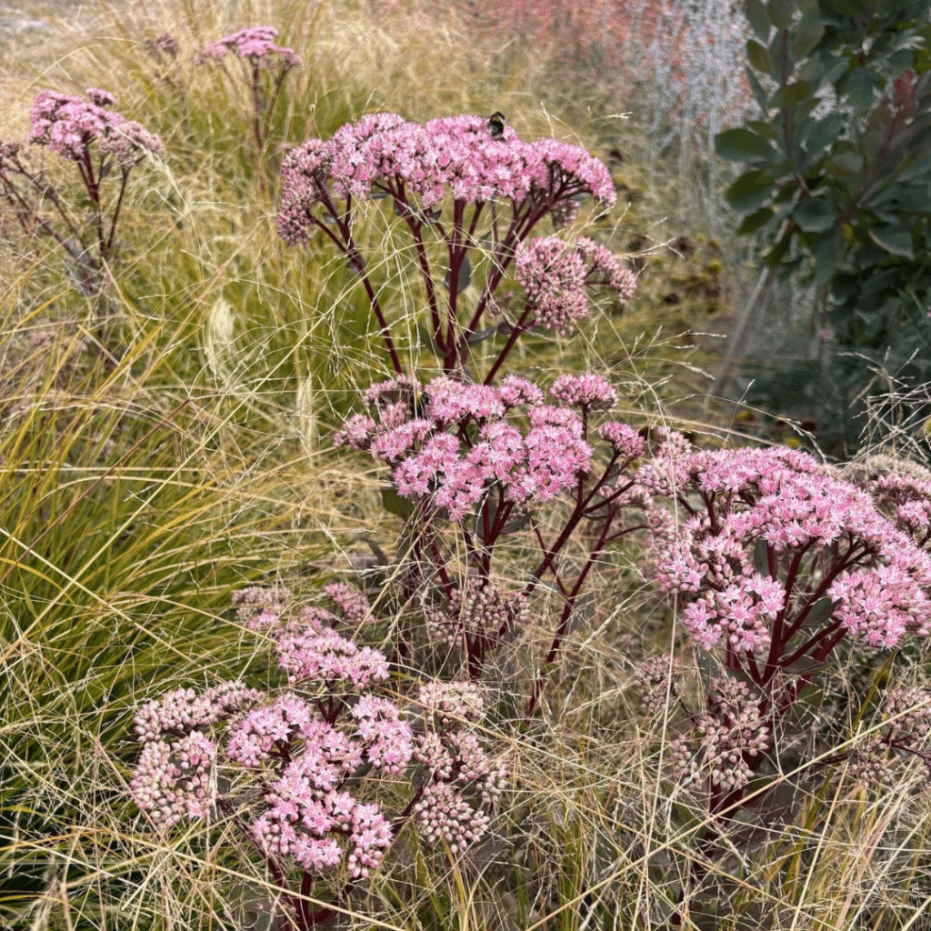 Sedum Matrona (Hemelsleutel)