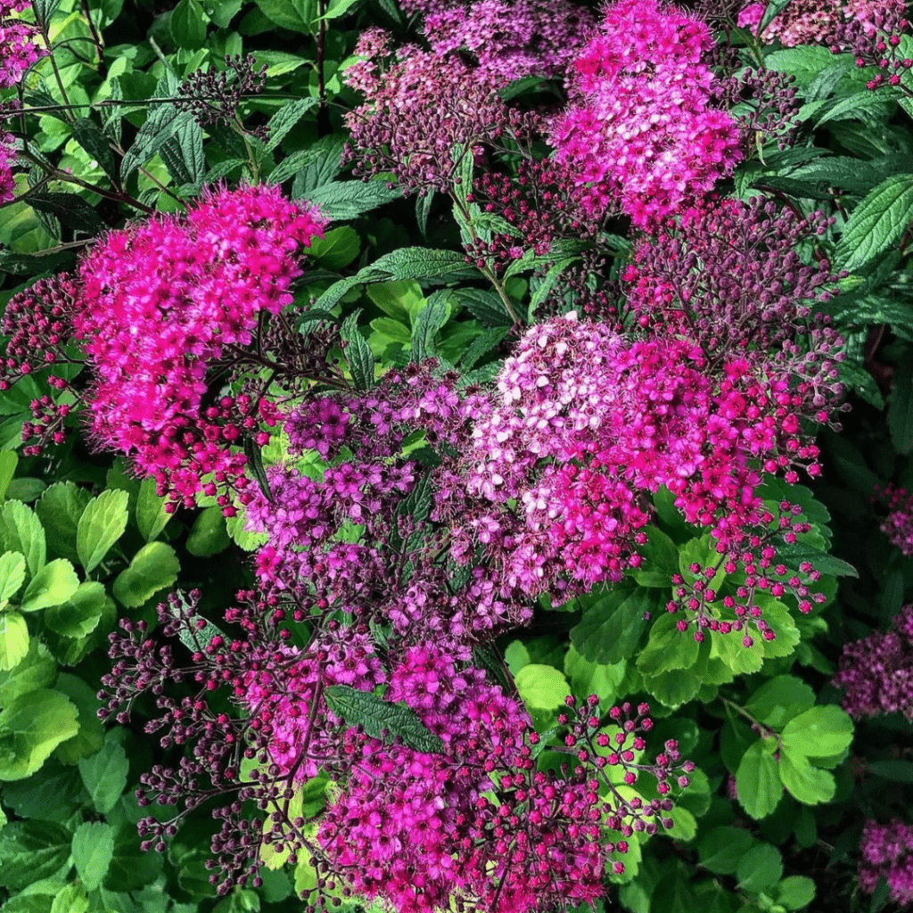 Spiraea Japonica Anthony Waterer (Spierstruik)