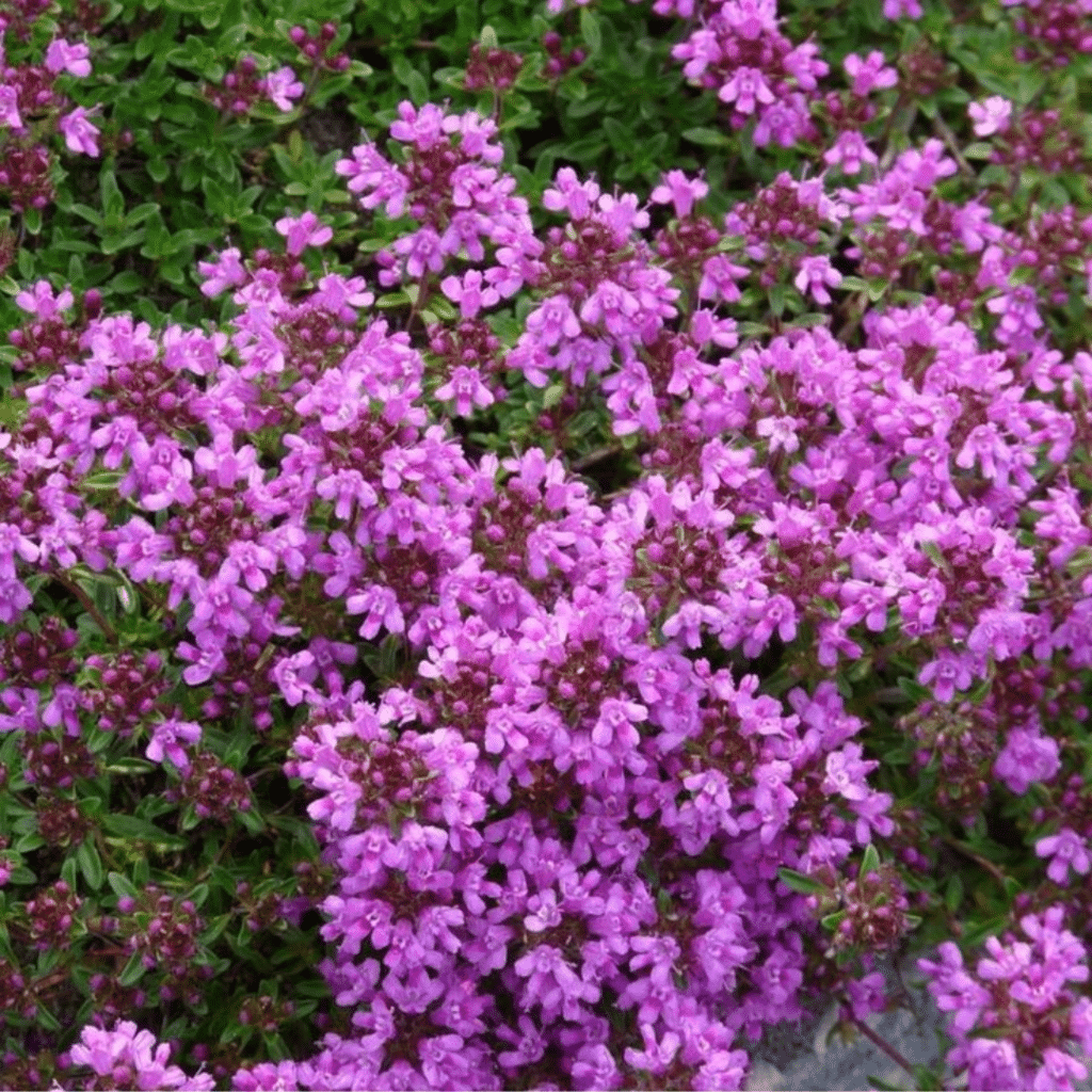 Thymus Praecox Purple Beauty (Kruiptijm)