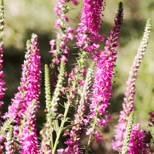 Veronica Spicata Heidekind (Ereprijs)