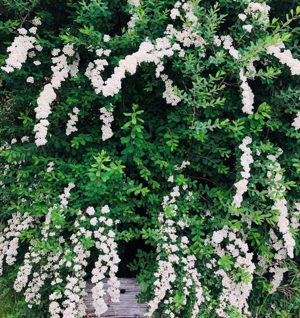 Spirea Nipponica Snowmound (Spierstruik)