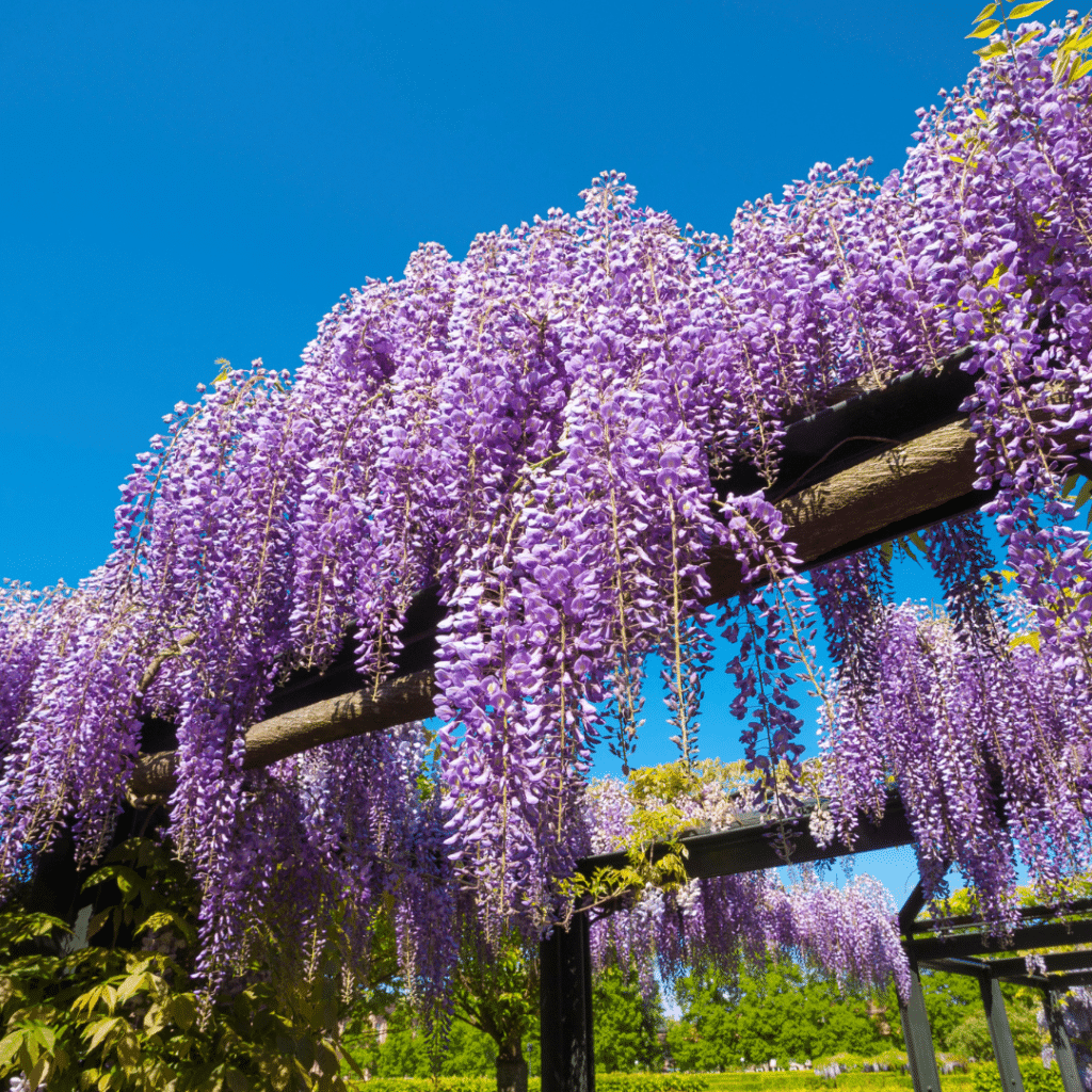 Wisteria Sinensis Prolific (Blauwe regen)